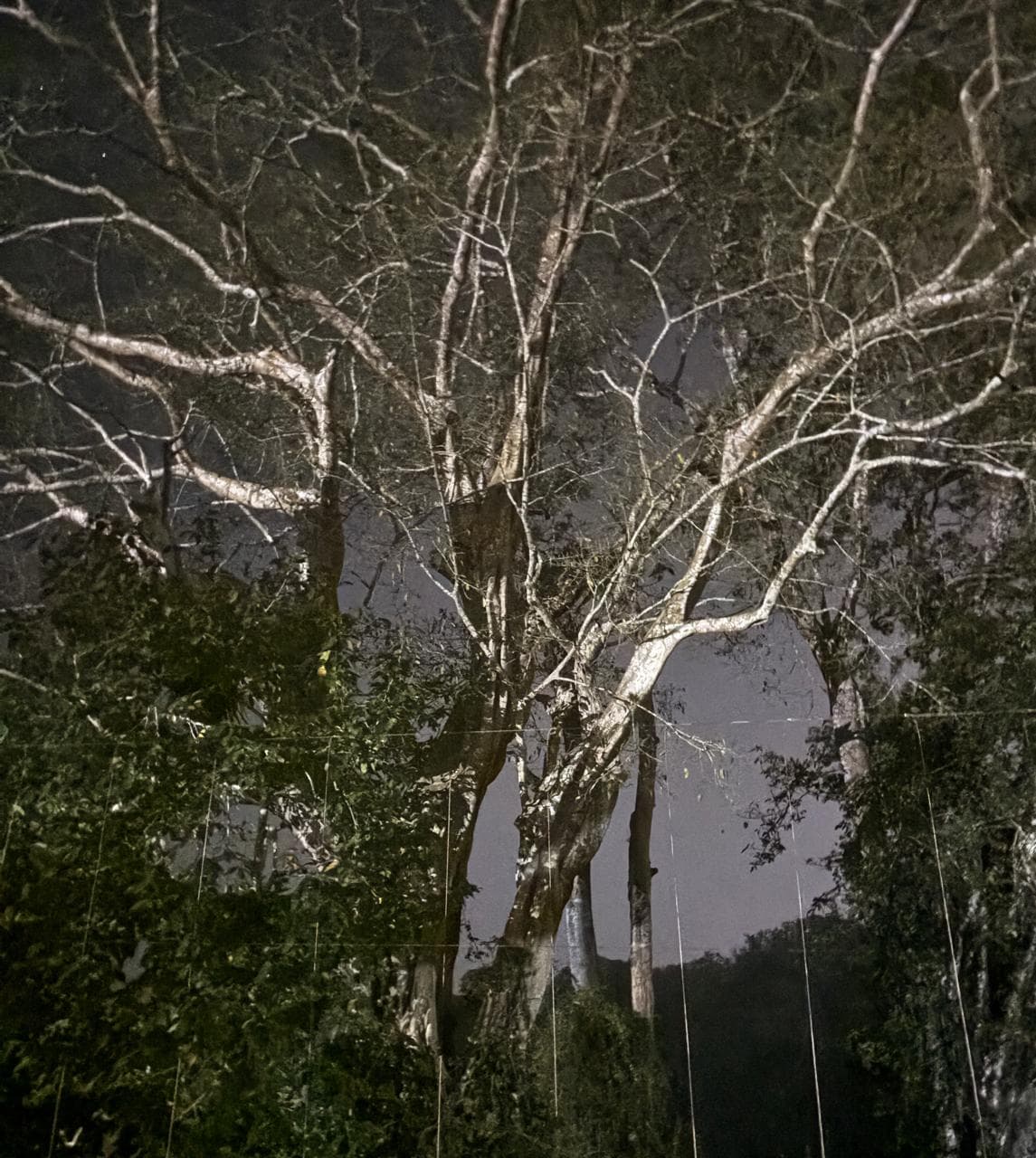Pale-barked forest tree lit against the night sky