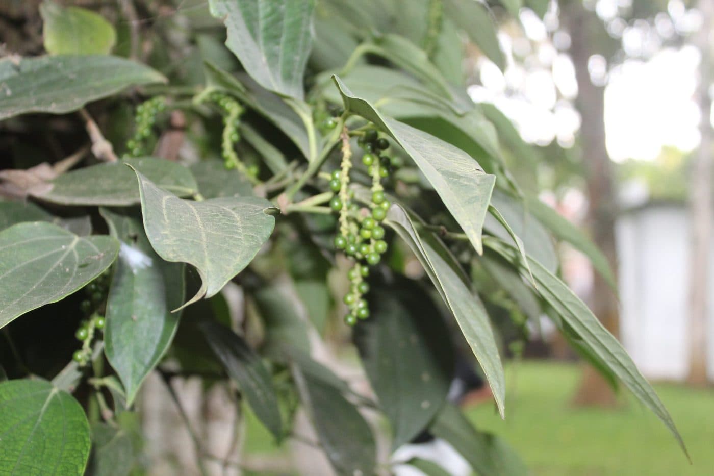 Green peppercorns ripening on the vine