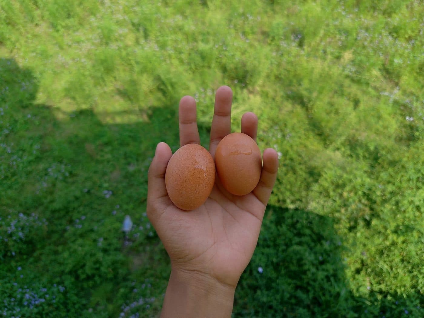 Fresh brown chicken eggs held in hand